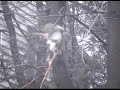 Red-Tailed Hawk Eating a Rabbit