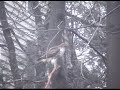 Red-Tailed Hawk Eating a Rabbit