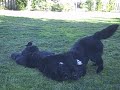 Dazed and Confused Newfies