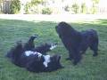 Dazed and Confused Newfies