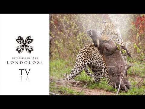 male leopard