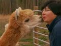 Alpaca TV Commercial  3 - AOBA