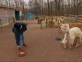 Alpaca TV Commercial  3 - AOBA