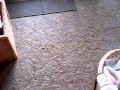 2010-05-13 | Can your dog fart and burp at the same time? ~> What's left of a 3ft long rawhide stick...and who's to blame for the mess.... ()