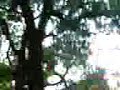 hikawa shrine  ?