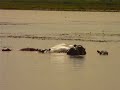 Hippopotames à Banfora Hippopotames à Banfora