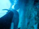 wreck dive/5