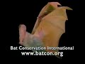 Bird Man Mel Attracting Bats Bird Man Mel Attracting Bats