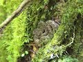Arenal hanging bridges and Fortuna (Costa Rica)