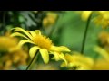 1st video edit. windows 7 sample video AMP'D