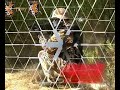 Airsoft-Malaga-por-m
