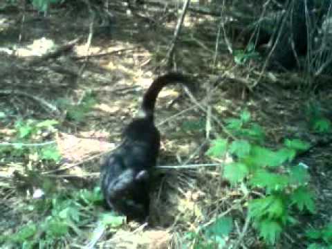 BLACK PANTHER FOUND IN BRAMPTON FOREST