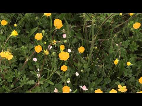 how to grow oenothera odorata