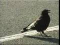 clip video Svinkels Le Corbeau