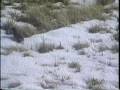 Predation--A Natural Fact