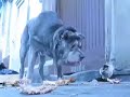 Lib the bone cruncher Lib the bone cruncher