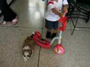 Osho, shih tzu