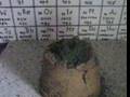 Chemiczny Wulkan