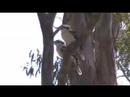 Wangi Wildlife (v.2) Wangi Wildlife (v.2)