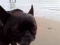 Doggen am Strand in Düsseldorf