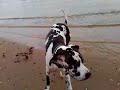 Doggen am Strand in Düsseldorf Doggen am Strand in Düsseldorf