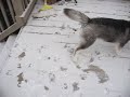 Nanooks first snow