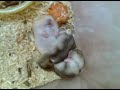 Teasing sleeping baby hamster