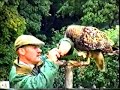 Dunrobin Castle and Falconry, Sutherland, Scotland