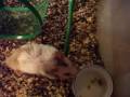♥ THE LEGEND of Hamster on a piano and pop corn!