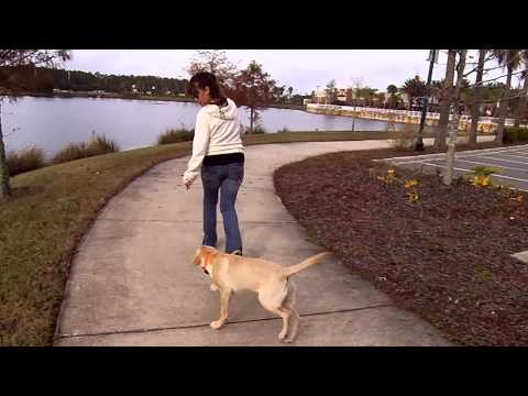 Lab Puppy Sunny Shaping Off Leash Heel Dogtra Remote