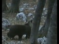 Orso in Cansiglio Orso in Cansiglio