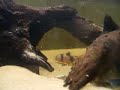 clown loach 2