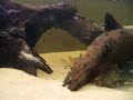 clown loach 2