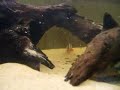 clown loach 2