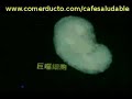 Investigacion sobre ganoderma