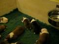 videos de Obraz 045