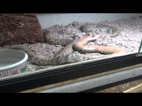 YouTube reptile video