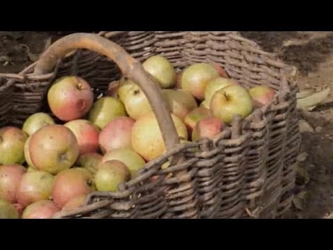 Bio-Äpfel aus dem Mostviertel