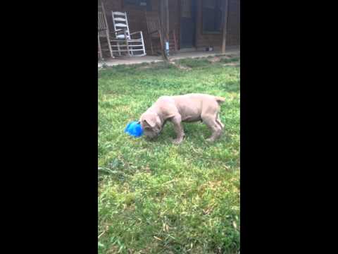Beautiful Tawny Neo Playing