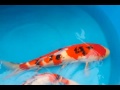 Two 24" Female 3yr old High Quality Sanke Live Koi Large Pond Fish