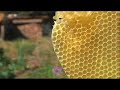 bee harvest