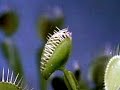 venus-fly-trap-eating-a-spider.html
