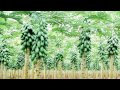 VÍDEO: Jaíba ganha marca de certificação de origem para atestar a qualidade dos produtos