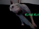 bullterrier gum