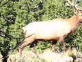 BulL Elk 6 Yards BulL Elk 6 Yards