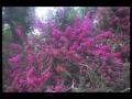 videos de nascer denovo.wmv