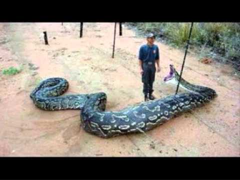 Giant Cobra