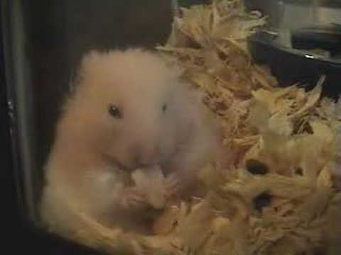 Watch 'Hamster with Hiccups'