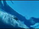 Oceanic Garden.avi