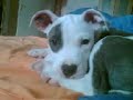 Beamer The DOG!!!
